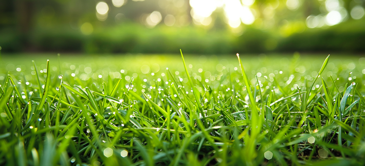 TAKE CARE OF YOUR BRAND-NEW SOD WITH THESE 8 TIPS