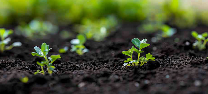 WHAT’S THE DIFFERENCE BETWEEN TOPSOIL AND POTTING SOIL?